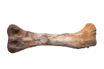 Dinosaur femur fossil on white background. © wannasak