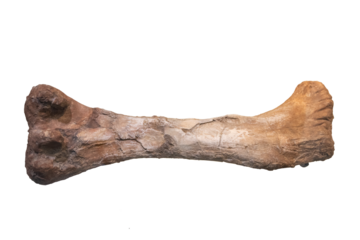 Dinosaur femur fossil on white background.