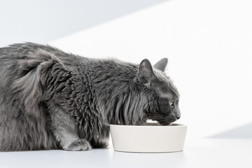 A beautiful grey cat sitting next to a white bowl on a white surface