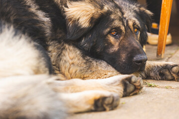 Portrait of Sarplaninac dog, Yugoslav mountain and shepard dog.