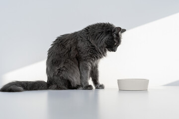 Naklejka na ściany i meble A beautiful grey cat sitting next to a white bowl on a white surface