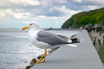 Seagull on the coast of the Baltic Sea in Gdynia