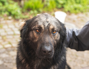 Portrait of Sarplaninac dog, Yugoslav mountain and shepard dog.