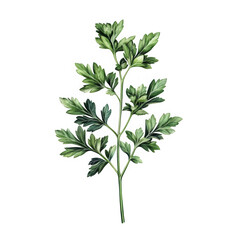 Fototapeta premium Green leafy branch botanical isolated on transparent background