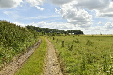 Fototapeta premium Chemin ou végétation sauvage entre deux parcelles de terrain à Écaussinnes-d'Enghien (Soignies)