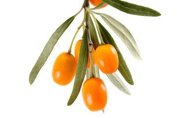 Orange fruits hangging with branch isolated on transparent background.PNG