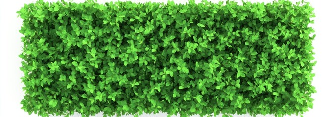 Dense green foliage wall