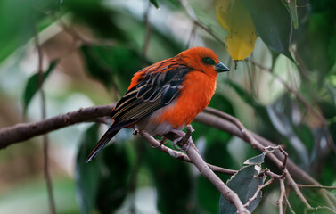 Madagascar Fody Orange Bird on Branch with Green Foliage