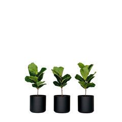 Fototapeta premium Three fiddle leaf fig plants in black pots are arranged in row, showcasing their lush green leaves. minimalist design and vibrant foliage create fresh and modern aesthetic