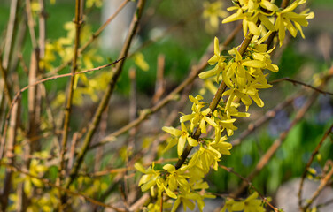 Sunlit forsythia plant in bloom, with yellow flowers and fresh green leaves emerging in the garden.