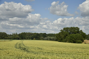 Traces de passage dans un champ de bl&eacute; &agrave; &Eacute;caussinnes-d'Enghien 