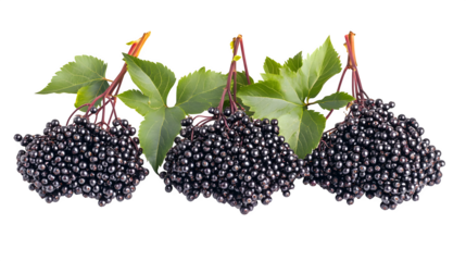 Set of three bunches of elderberries isolated on a white background