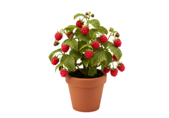 Potted Strawberry Plant: Growing Guide