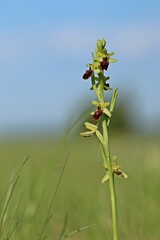 Blühende Spinnen-Ragwurz (Ophrys speghodes ssp. speghodes).