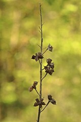 Vorjähriger Samenstand des Diptam (Dictamnus albus)