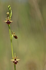 Hybride der Fliegen-Ragwurz (Ophrys insectifera) mit der Spinnen-Ragwurz (Ophrys sphegodes oder Ophrys araneola)