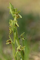 Helle Variante der Spinnenragwurz , Hybride zwischen Ophrys sphegodes und Ophrys araneola