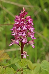 Hybride zwischen Helm- und Purpur-Knabenkraut (Orchis militaris x purpurea).