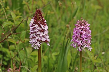 Purpur-Knabenkraut (Orchis purpurea) und Hybride mit Helmknabenkraut nebeneinander