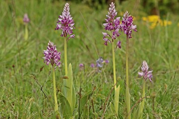 Helm-Knabenkraut (Orchis militaris) auf Kalkmagerrasen