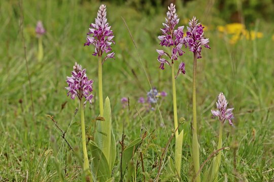 Helm-Knabenkraut (Orchis militaris) auf Kalkmagerrasen