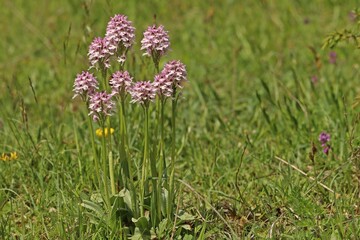 Dreizähniges Knabenkraut (Neotinea tridentata) mit Insekten