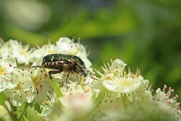Gemeiner Rosenkäfer (Cetonia aurata) auf blühendem Weißdorn (Crataegus monogyna).