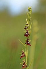 Fliegen-Ragwurz (Ophrys insectifera)