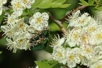 Paarung des Gemeinen Rosenkäfers (Cetonia aurata) auf blühendem Weißdorn (Crataegus monogyna).