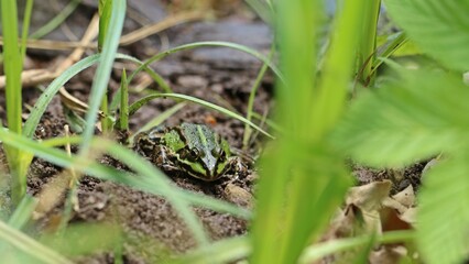 Fototapeta premium Teichfrosch (Pelophylax esculentus) am Teichufer