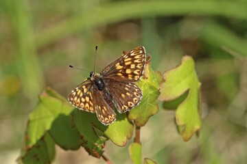 Schlüsselblumen-Würfelfalter (Hamearis lucina)