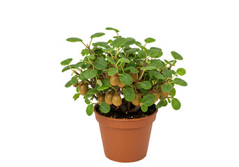 Obraz premium Miniature Bonsai Tree: Care Guide & Tips