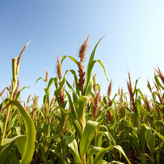 Fototapeta premium Front view of a corn field which plants have reached their maximum height