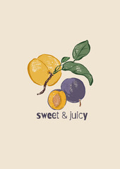 Vector fruit poster of peach and plum. Hand-drawn garden harvest sketch. Tasty food illustration for restaurant and cafe interior, fruit market drawing print, fabric or background.