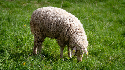 A woolly sheep with a yellow ear tag grazes peacefully on lush green grass in a spring pasture. The image captures traditional farm life, livestock behavior, and sustainable agriculture in a rural
