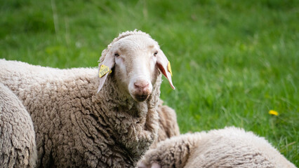 Naklejka premium A close-up of a sheep resting on a grassy field, calmly looking at the camera. Peaceful rural farm setting highlighting livestock, animal welfare, and traditional agriculture.