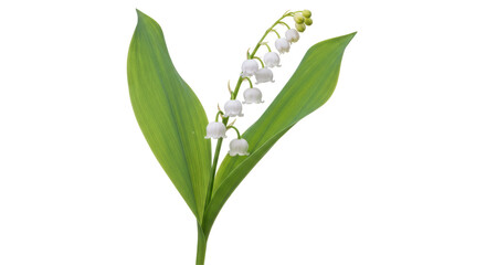 Isolated Lily of the Valley Flower