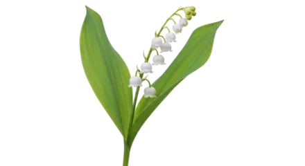 Fotobehang Lelie van dalen Isolated Lily of the Valley Flower  © Johanna