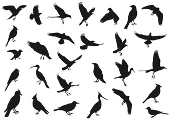 Bird silhouette vector graphic collection flying birds perched birds black bird shapes bird illustration set design on transparent background


