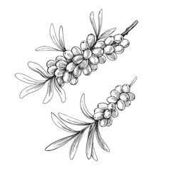 Vector vintage hand-drawn illustration of sea buckthorn. Black and white sketch with berries on branch.  © mashikomo