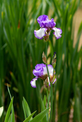Multi-colored iris flowers in the park on a blurred background
