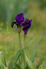 Multi-colored iris flowers in the park on a blurred background

