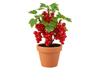Red Currant Bush Plant in Pot