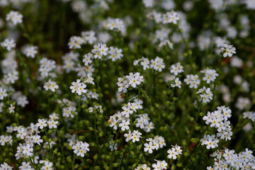 White Myosotis flowers on a meadow on a dark, blurred background
