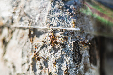 A close-up of ants unable to get past sticky tape wrapped around a tree trunk illustrates a natural...