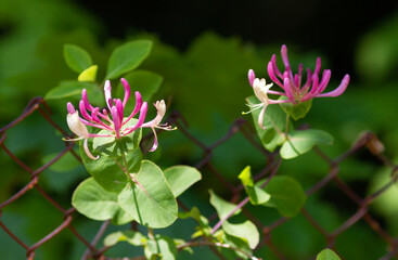 Blooming honeysuckle flowers in the park on a blurred background
