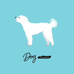 犬のイラスト_マルチーズ