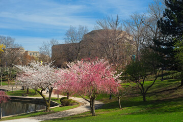 Flowering cherry trees straddle the walkway at the southern end of Wade Lagoon in the University Circle district of Cleveland, Ohio.