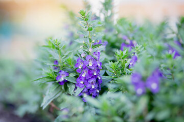 art blooming flower meadow in summer on sunset sky background. Beautiful summertime Forget Me Not floral background;