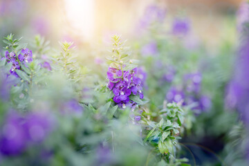 art blooming flower meadow in summer on sunset sky background. Beautiful summertime Forget Me Not floral background;